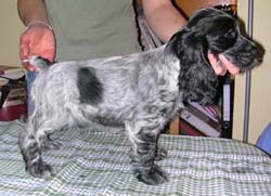 Mèden Âgan Unusual pepper