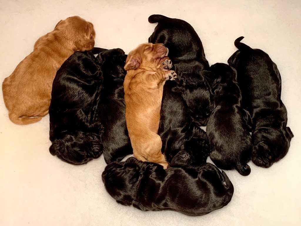 chiot Cocker Spaniel Anglais Mèden Âgan