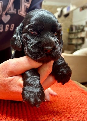 Les chiots de Cocker Spaniel Anglais