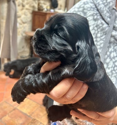 Les chiots de Cocker Spaniel Anglais