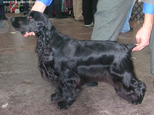 Gallinagos Like a prayer - 1 EXC classe jeune