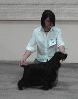 Gallinagos Like a prayer - 1ere EXC classe intermédiaire, CACS, RCACIB