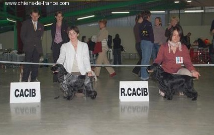 Gallinagos Like a prayer - 1ere EXC classe ouverte, CACS, RCACIB