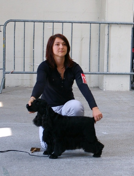 Gallinagos Like a prayer - EXC, CACS, CACIB, Meilleur de race