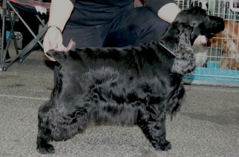 Gallinagos Like a prayer - 4 éme excellent classe ouverte ( à 8 ans!)