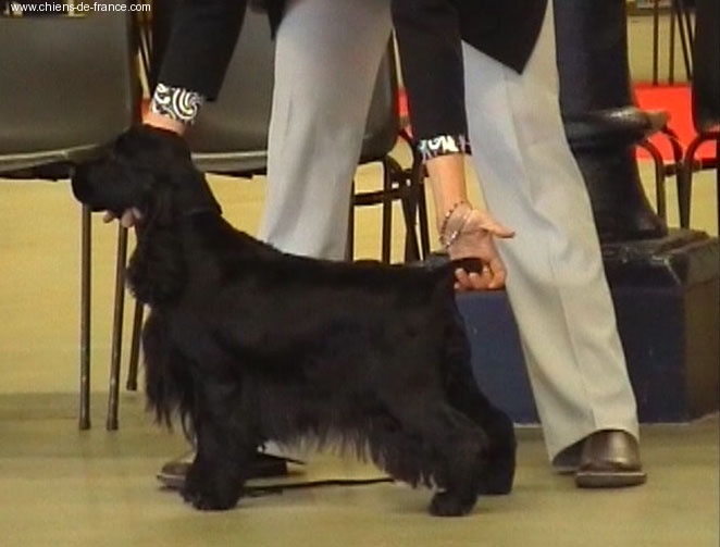 Gallinagos Like a prayer - 1ere Classe Intermediaire, RCAC