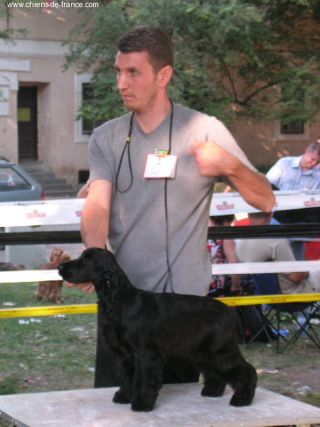 Gallinagos Like a prayer - Meilleur puppy de l'exposition