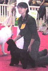 Gallinagos Like a prayer - 2ème meilleur PUPPY de l'exposition