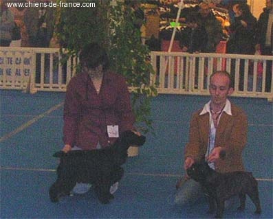 Gallinagos Like a prayer - Meilleur jeune de la race, du 8ème groupe, de l'exposition:Best Junior In Show .