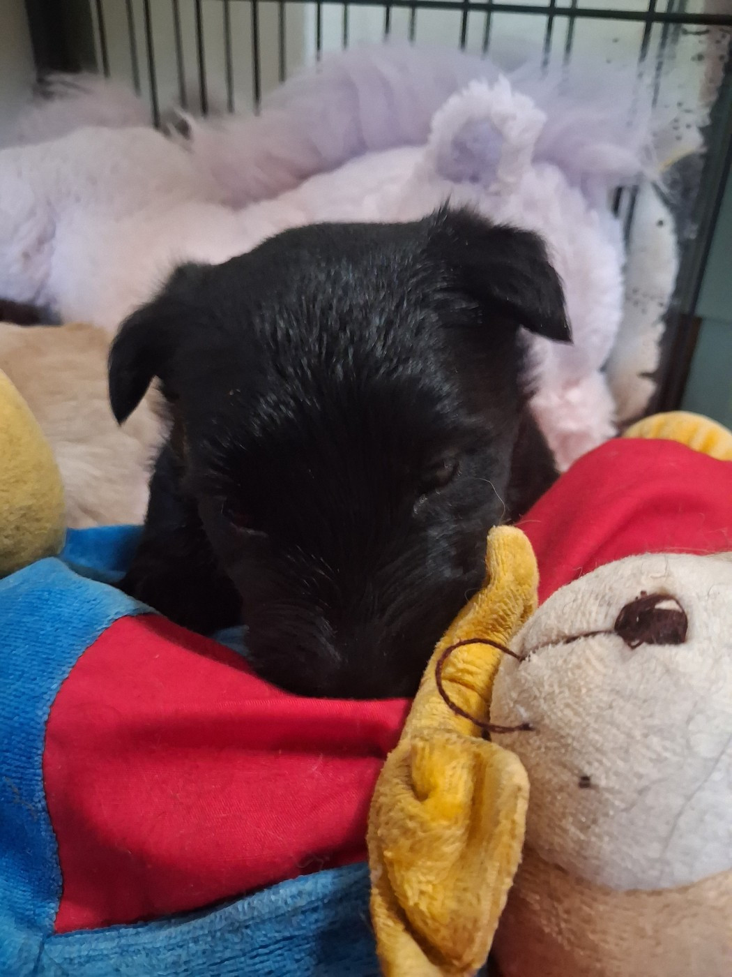 Rouge BARNABE - Scottish Terrier