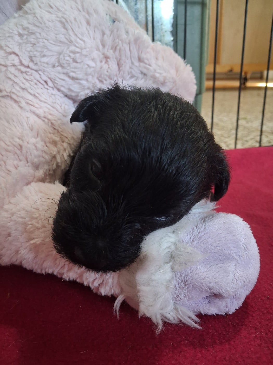Berthille - Scottish Terrier