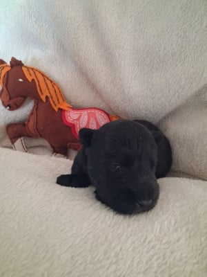 Les chiots de Scottish Terrier