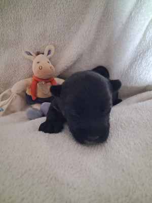 Les chiots de Scottish Terrier