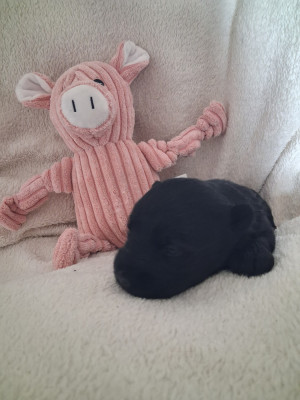 Les chiots de Scottish Terrier
