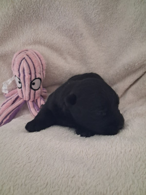 Les chiots de Scottish Terrier