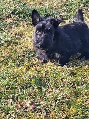 Les chiots de Scottish Terrier