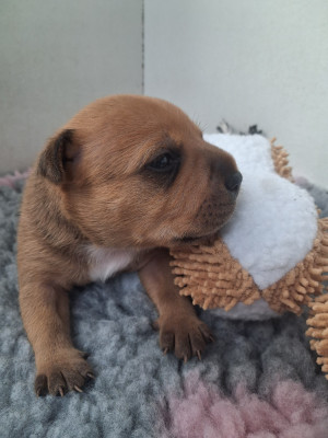 Les chiots de Staffordshire Bull Terrier