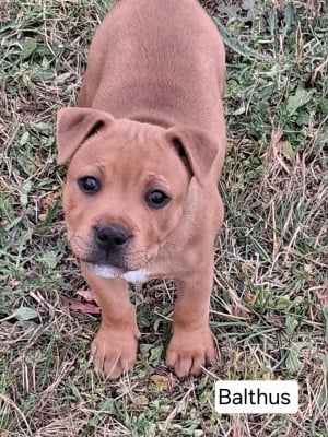 Les chiots de Staffordshire Bull Terrier