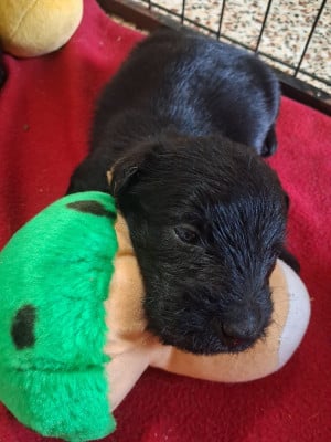 Les chiots de Scottish Terrier