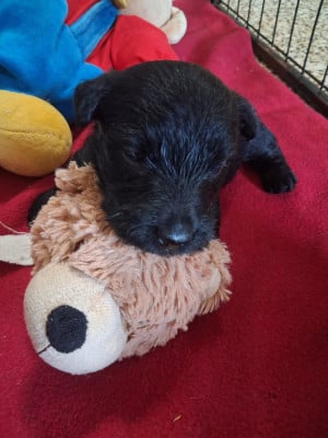 Les chiots de Scottish Terrier