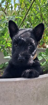 Les chiots de Scottish Terrier
