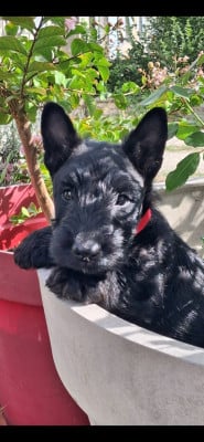 Les chiots de Scottish Terrier