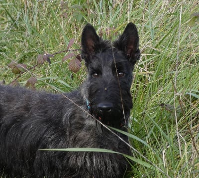 Les chiots de Scottish Terrier
