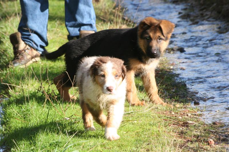 DELIZIA de la Plaine des Epis d'Or