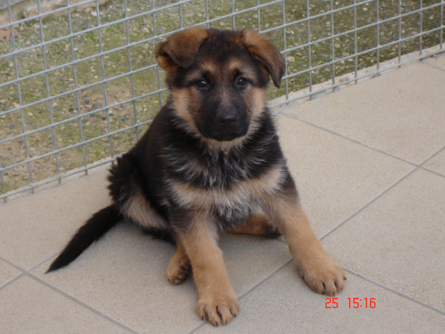 DELIZIA de la Plaine des Epis d'Or