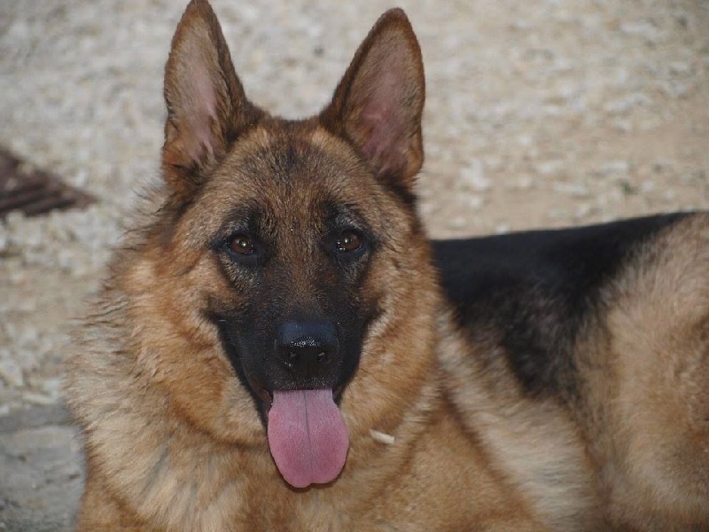 Publication : de la Plaine des Epis d'Or Auteur : MATIAS Isabelle