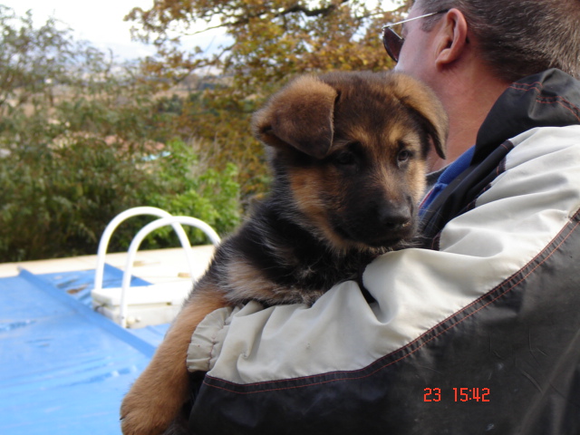 DELIZIA de la Plaine des Epis d'Or