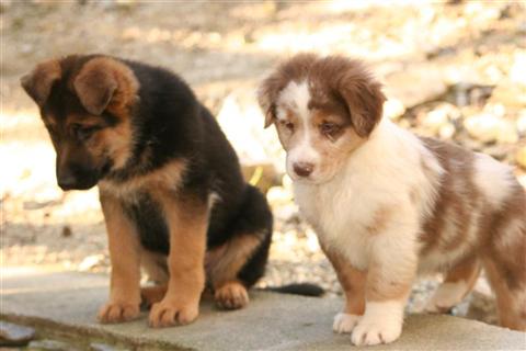 DELIZIA de la Plaine des Epis d'Or