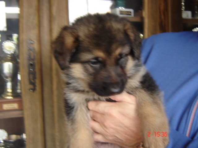 DELIZIA de la Plaine des Epis d'Or