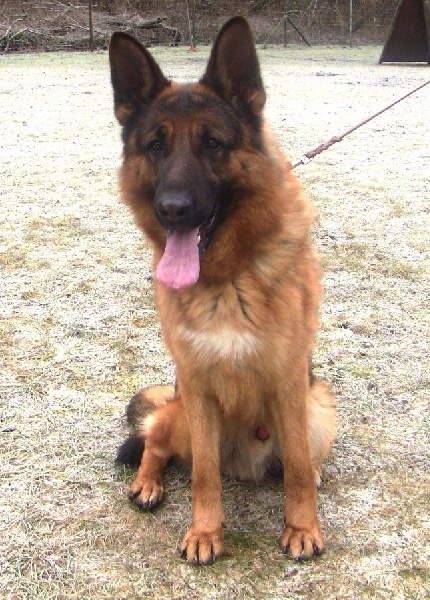 Publication : de la Plaine des Epis d'Or