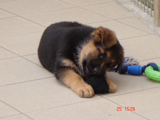 DELIZIA de la Plaine des Epis d'Or