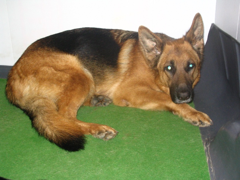 Tegy de la Plaine des Epis d'Or