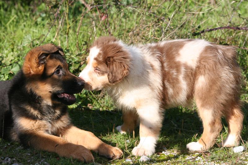 DELIZIA de la Plaine des Epis d'Or