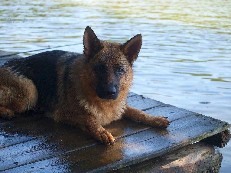 Publication : de la Plaine des Epis d'Or Auteur : MATIAS Isabelle