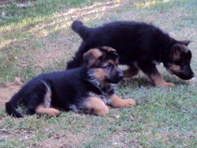 Publication : de la Plaine des Epis d'Or Auteur : MATIAS Isabelle