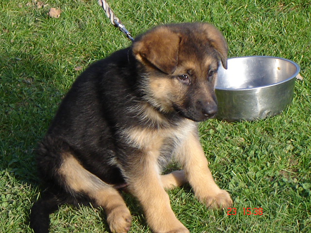 DELIZIA de la Plaine des Epis d'Or