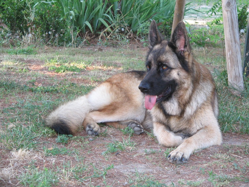 Publication : de la Plaine des Epis d'Or