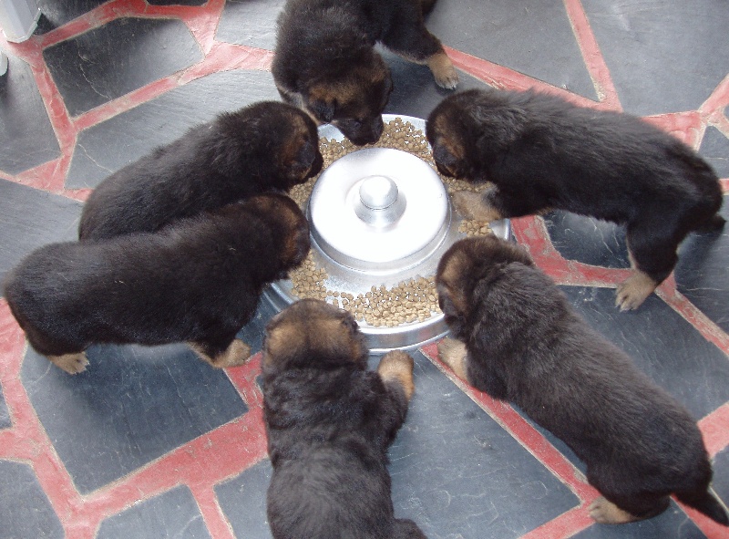 Tegy de la Plaine des Epis d'Or