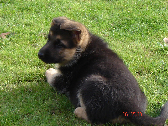 DELIZIA de la Plaine des Epis d'Or