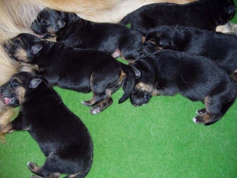 Tegy de la Plaine des Epis d'Or