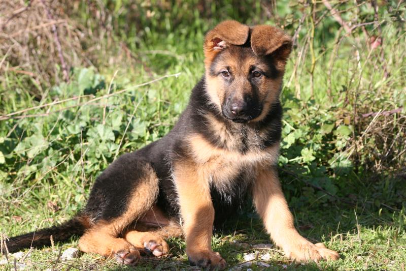 DELIZIA de la Plaine des Epis d'Or