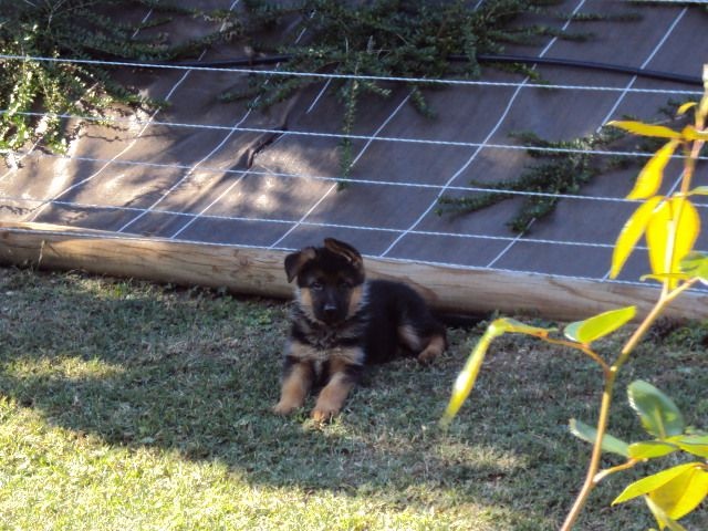 Publication : de la Plaine des Epis d'Or Auteur : MATIAS Isabelle