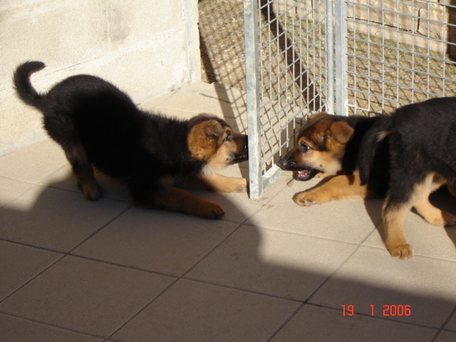 Tegy de la Plaine des Epis d'Or