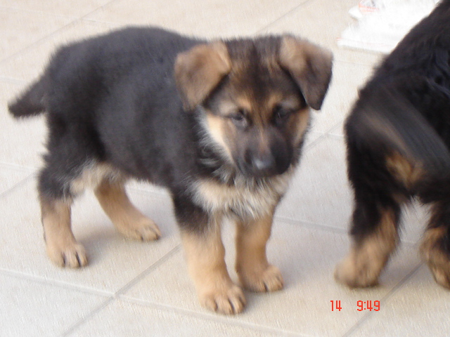 DELIZIA de la Plaine des Epis d'Or