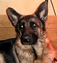 Publication : de la Plaine des Epis d'Or