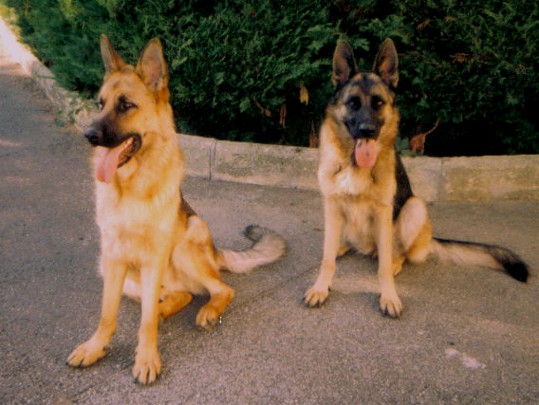 Publication : de la Plaine des Epis d'Or